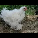 ������� ������ ��������