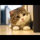 ��������� ��� �����