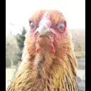 How to create bigchicken/��� ������� ������� ������.