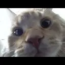 ������� ������ Steam ��� �� ������� �������� ������