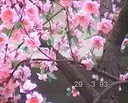 ������ ��� ���� (��������)
