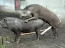 ��� ������ ����� ������ ����