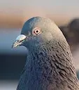 ����� ��� ����(������������)